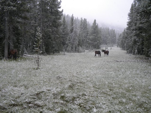 Opening day of archery elk season, wouldn't you know it!